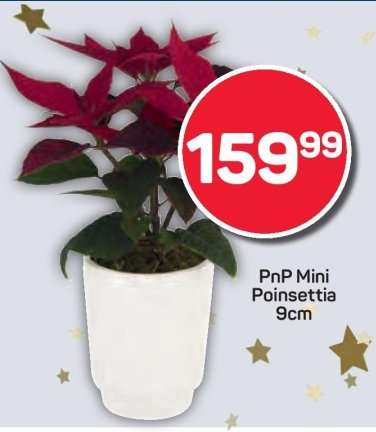 PnP Mini Poinsettia 9cm