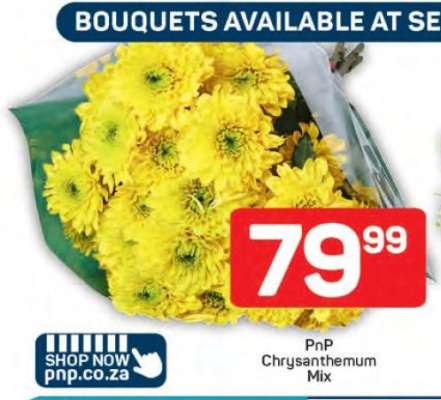 PnP Chrysanthemum Mix