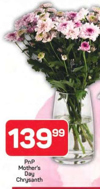 PnP Mother's Day Chrysanth