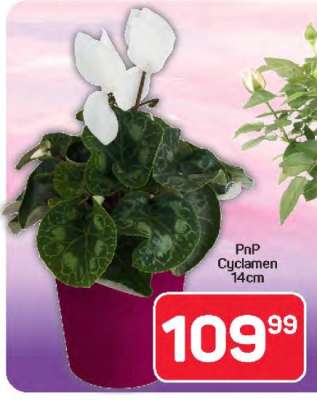 PnP Cyclamen 14cm