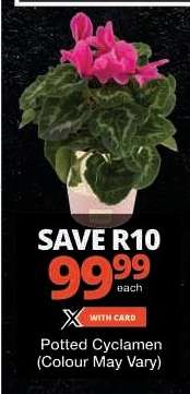 Potted Cyclamen