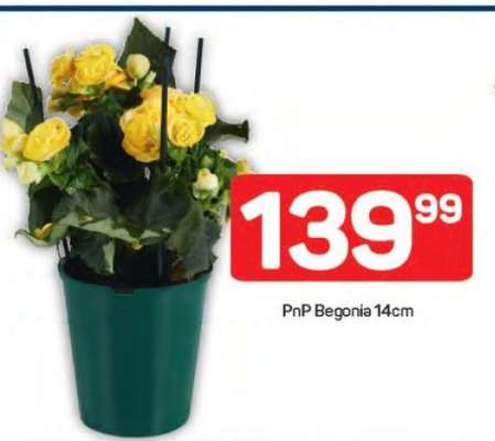 PnP Begonia 14cm