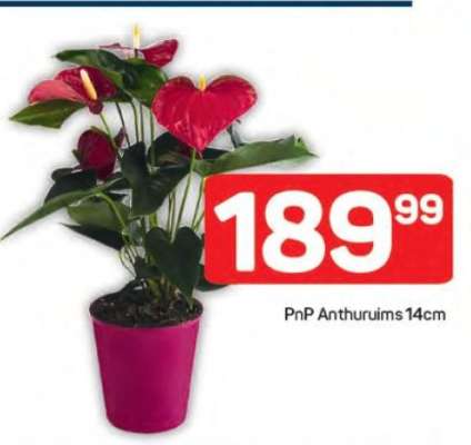 PnP Anthuruims 14cm
