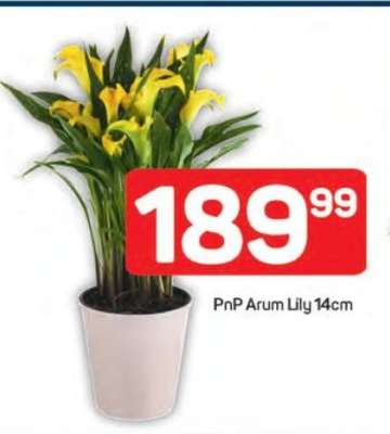 PnP Arum Lily 14cm