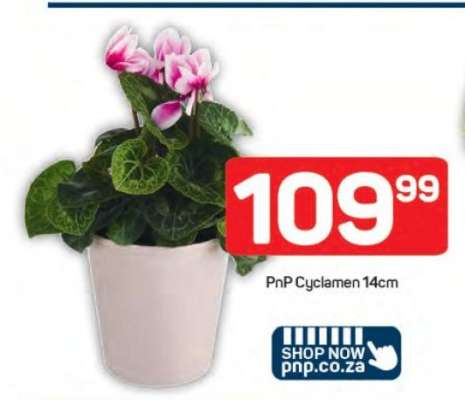 PnP Cyclamen 14cm