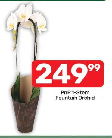 PnP 1-Stem Fountain Orchid