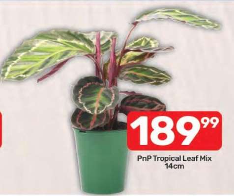 PnP Tropical Leaf Mix 14cm