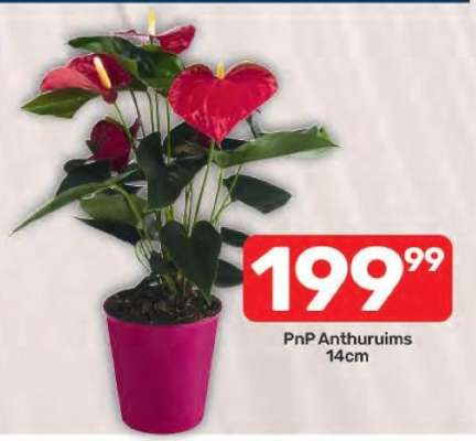 PnP Anthuruims 14cm