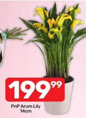 PnP Arum Lily 14cm