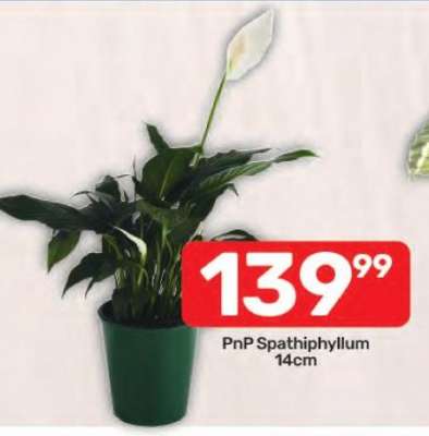 PnP Spathiphyllum 14cm